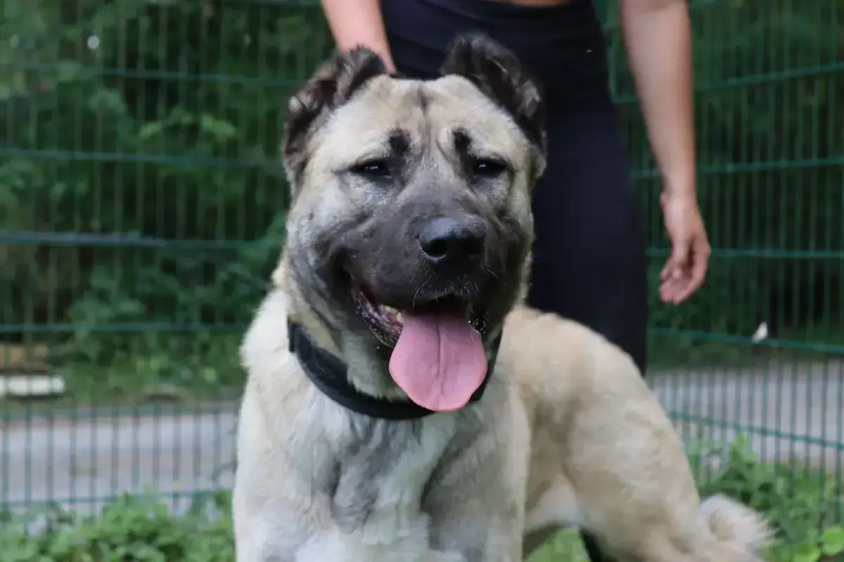 Berta - Kangal-Hirtenhund - Bild 3