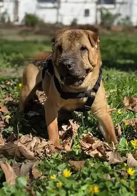 Camillo – Shar-Pei – Bild 2