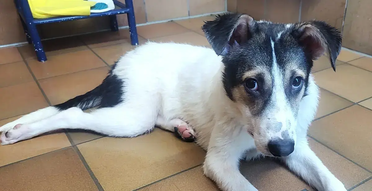 Laika -  - Bild 2