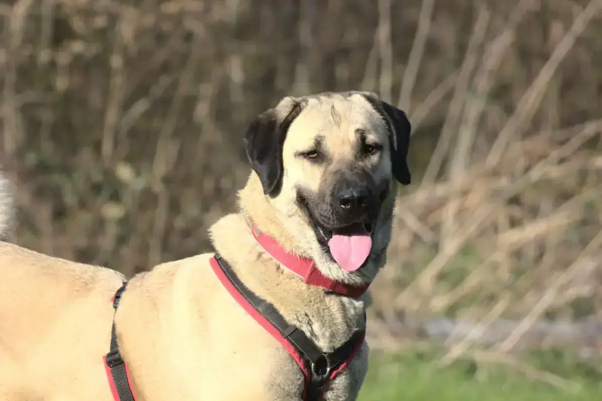 Kangal-Hirtenhund Pamuk