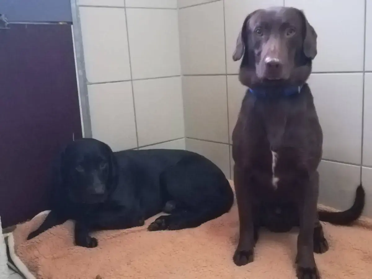 Django - Labrador Retriever - Bild 3