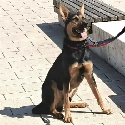 Louis – Deutscher Schäferhund – Bild 2