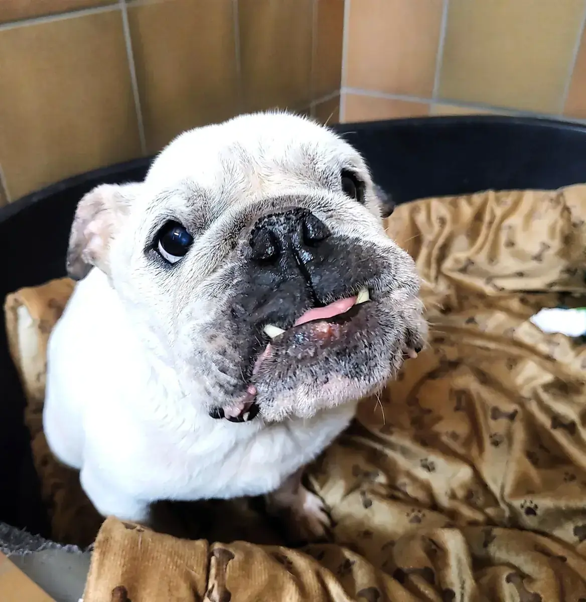 Wilma - Englische Bulldogge - Bild 1