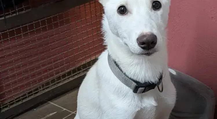 Kira -  - Bild 1