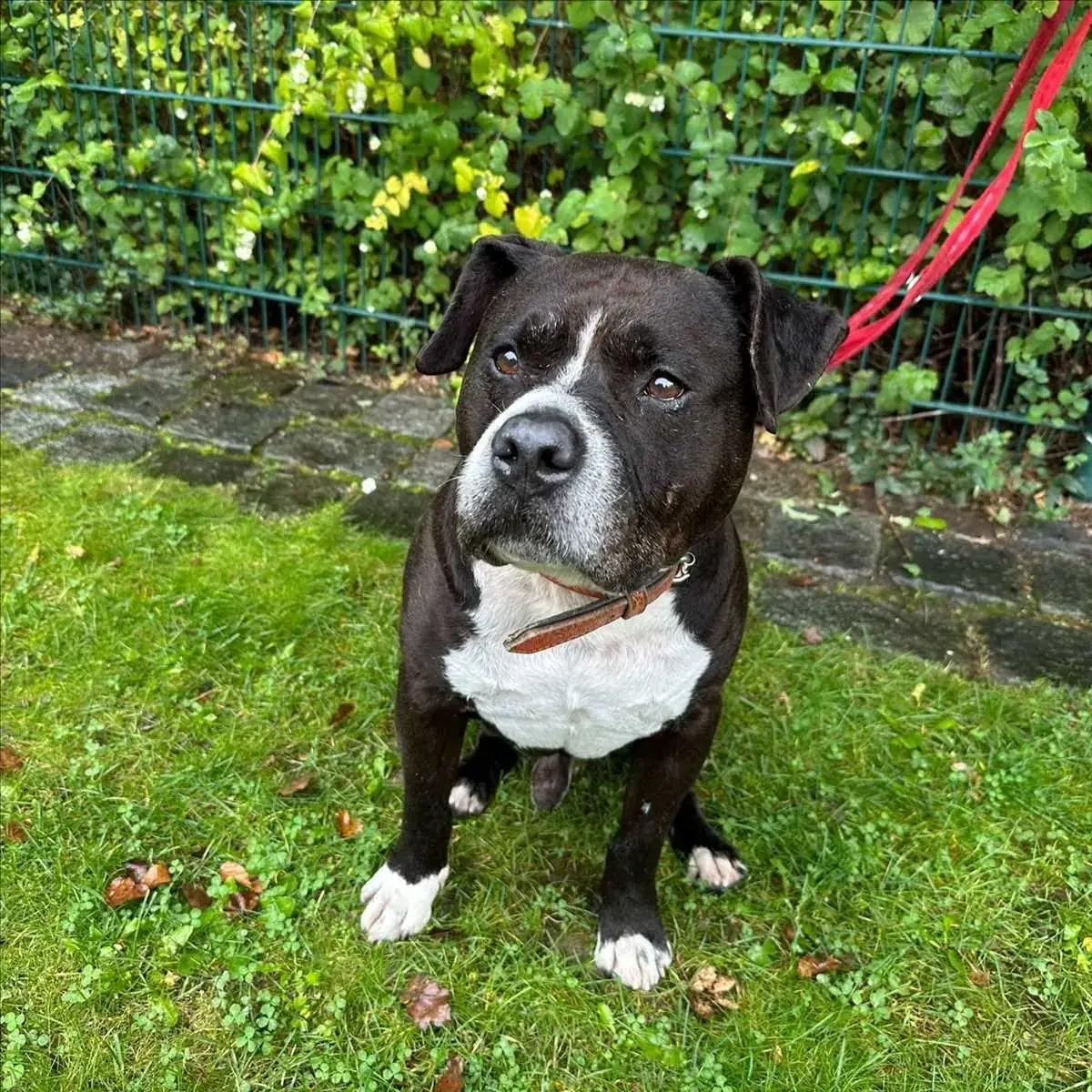 BERO - American Staffordshire Terrier - Bild 3