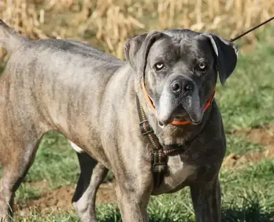 Drago – Cane Corso Italiano – Bild 9