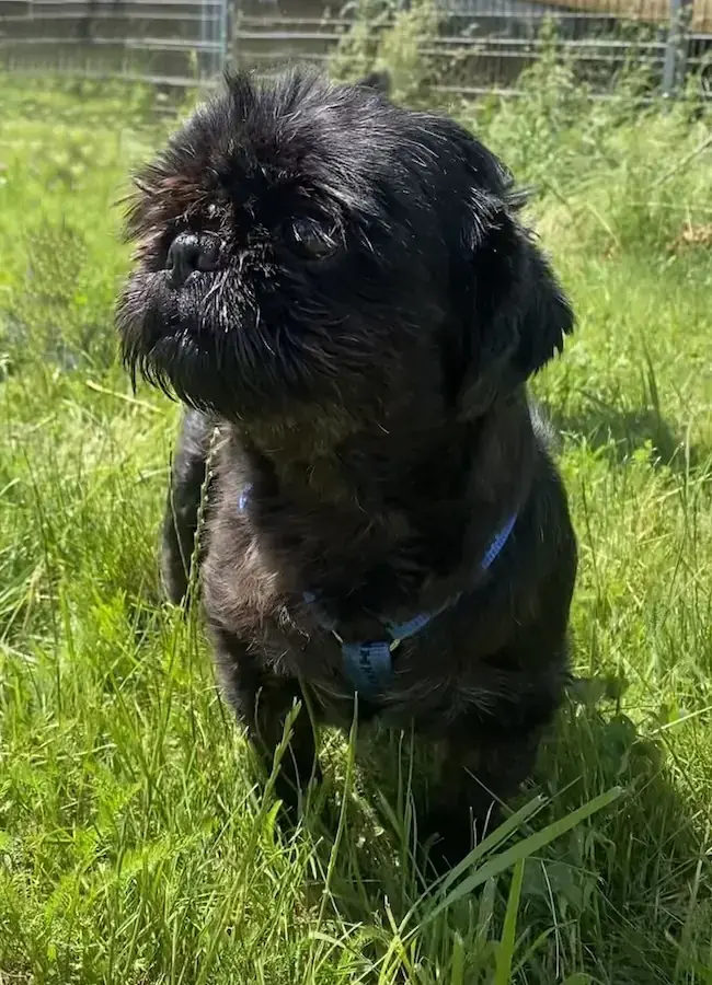 Betty - Shih Tzu - Bild 3