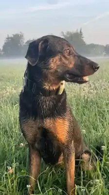 Lio – Australian Shepherd, Dobermann, Belgischer Schäferhund – Bild 3