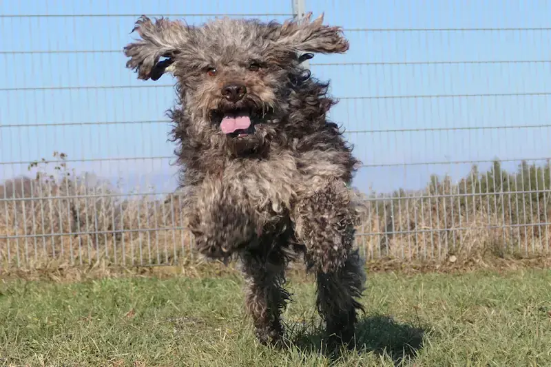 Lagotto Romagnolo-Mix Henry