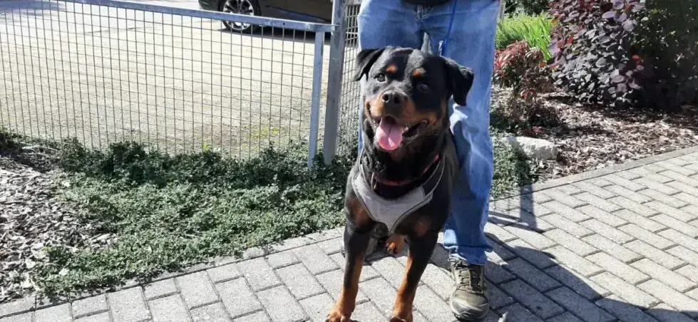 Amigo - Rottweiler - Bild 2