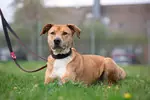 Ben - Rhodesian Ridgeback - Bild 5