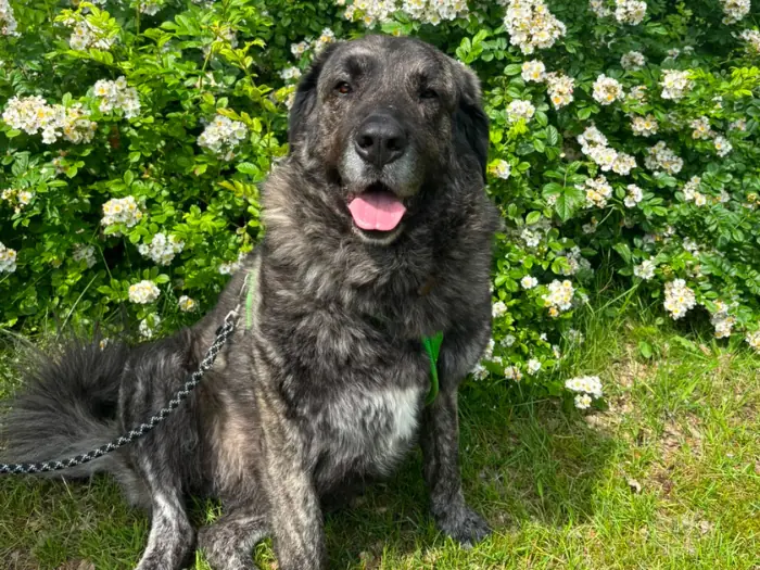Molly -  - Bild 2