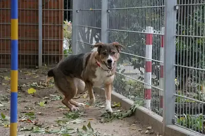 Amy – Deutscher Schäferhund – Bild 11