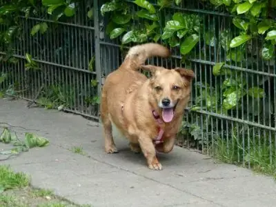 Toffee -  - Bild 11