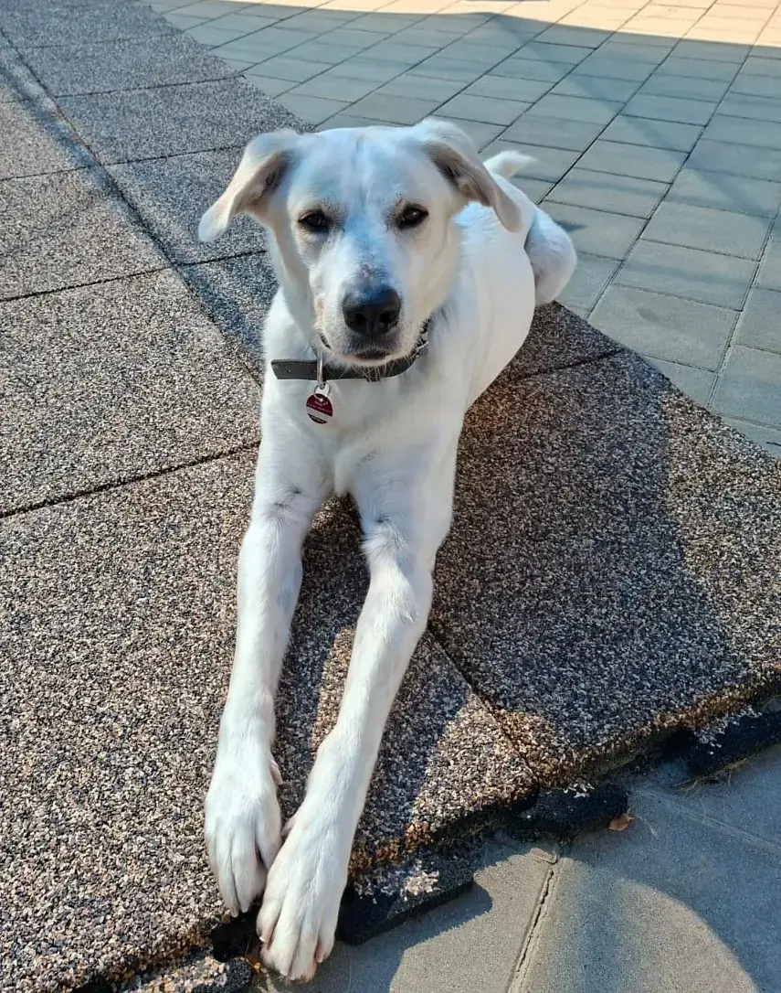 Samy -  - Bild 1