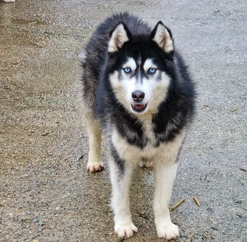 Enok - Siberian Husky - Bild 1