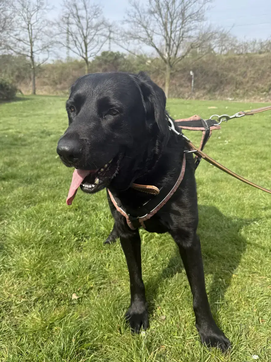Saad - Labrador Retriever - Bild 1