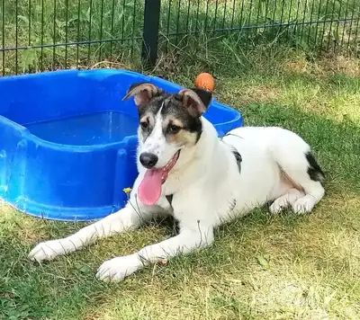 Laika – Hund – Bild 3