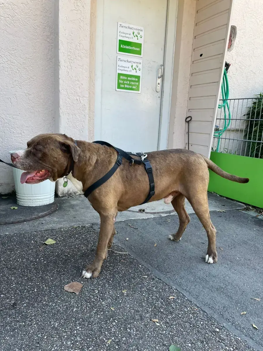 Gizmo - American Staffordshire Terrier - Bild 18