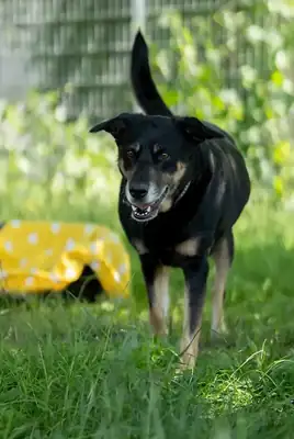 Shila – Mischling – Bild 6