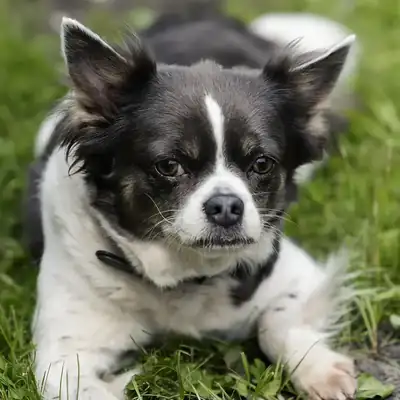 Lilli – Französische Bulldogge, Chihuahua – Bild 4