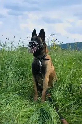 Sunny – Belgischer Schäferhund – Bild 6
