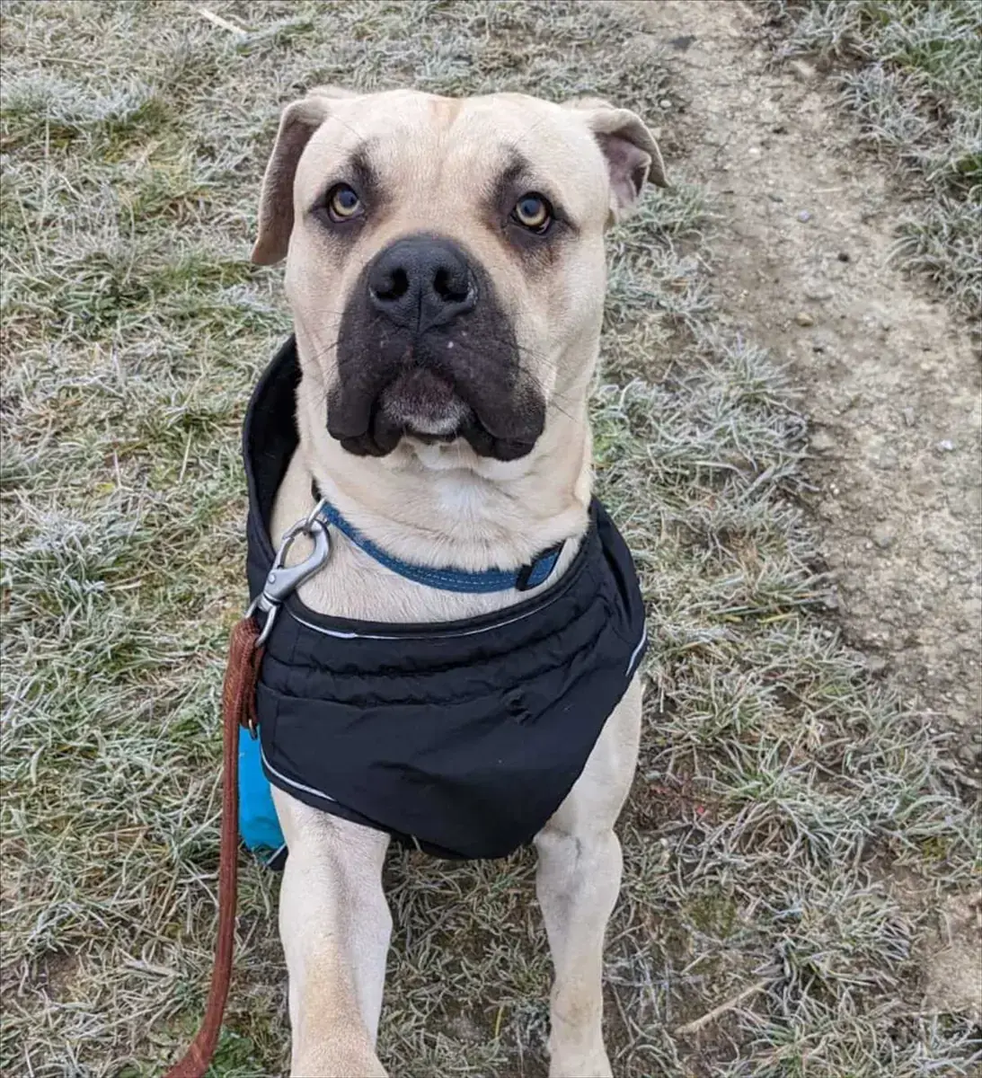 Baki - Dogo Canario - Bild 2