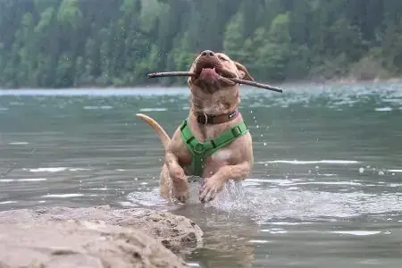 Ace - American Staffordshire Terrier - Bild 5