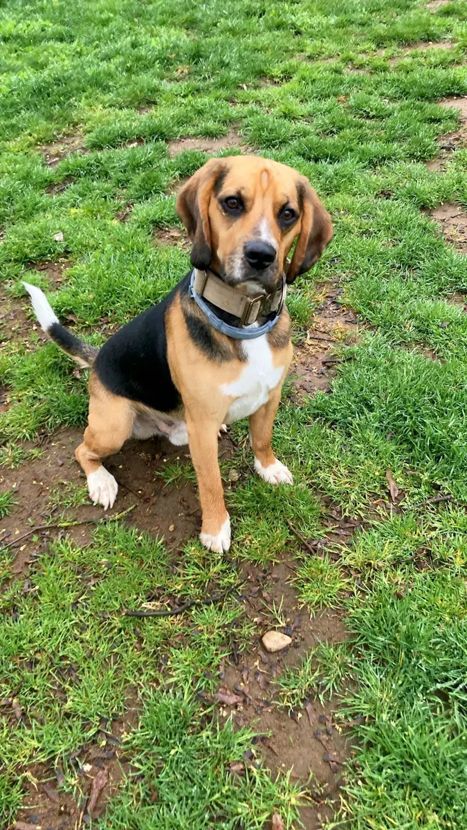 Bruno - Beagle - Bild 2