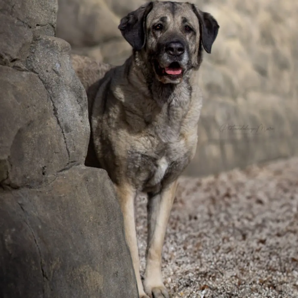 Naz - Kangal-Hirtenhund - Bild 9