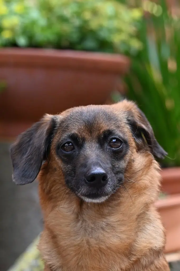 Carmelita - Dackel - Bild 4