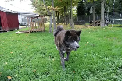 Thor – Akita – Bild 4