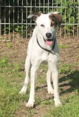 Benny – Hund – Bild 9