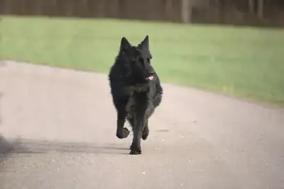 Filou – Deutscher Schäferhund – Bild 3