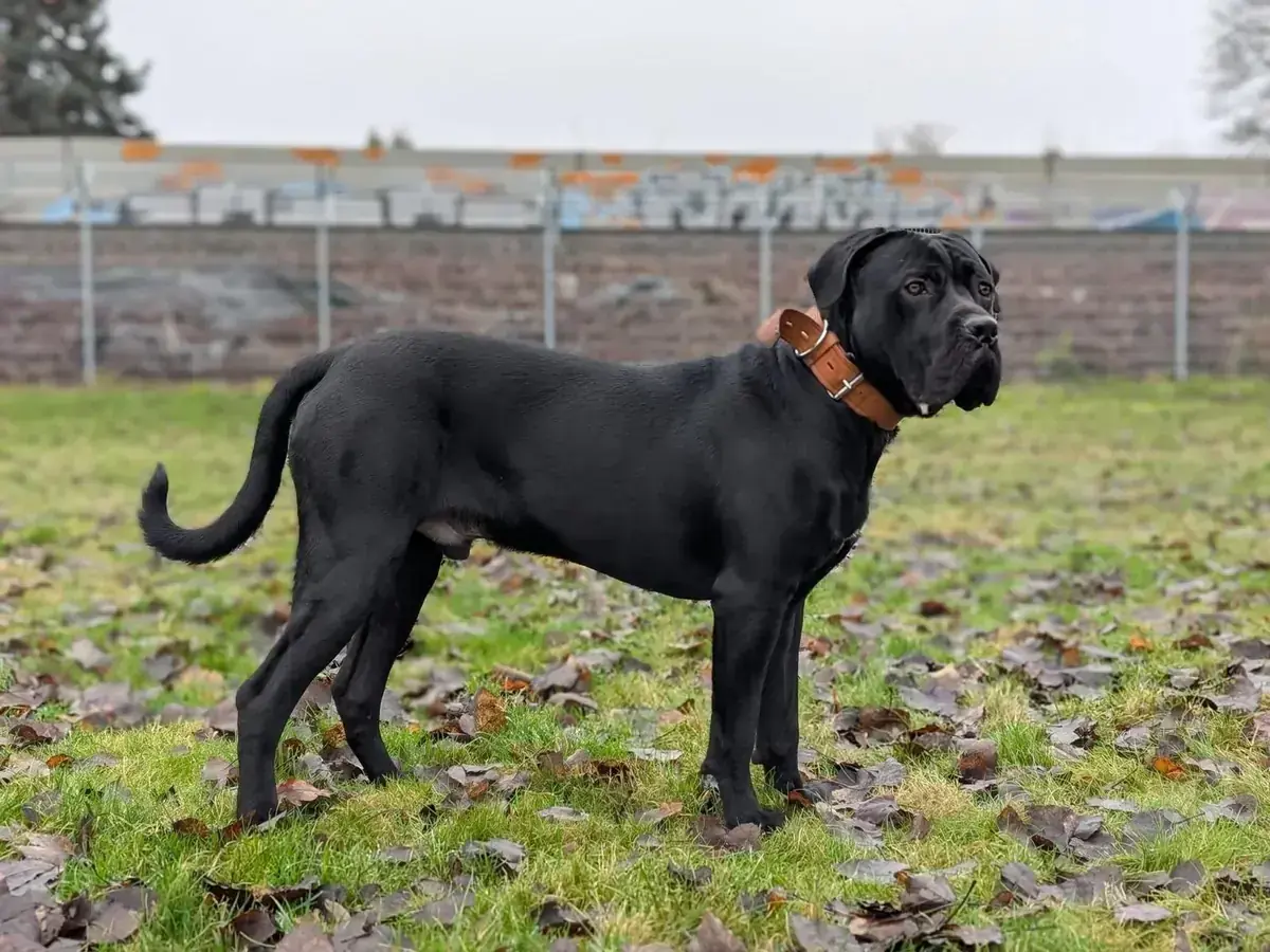 Marlin – Cane Corso Italiano – Bild 3