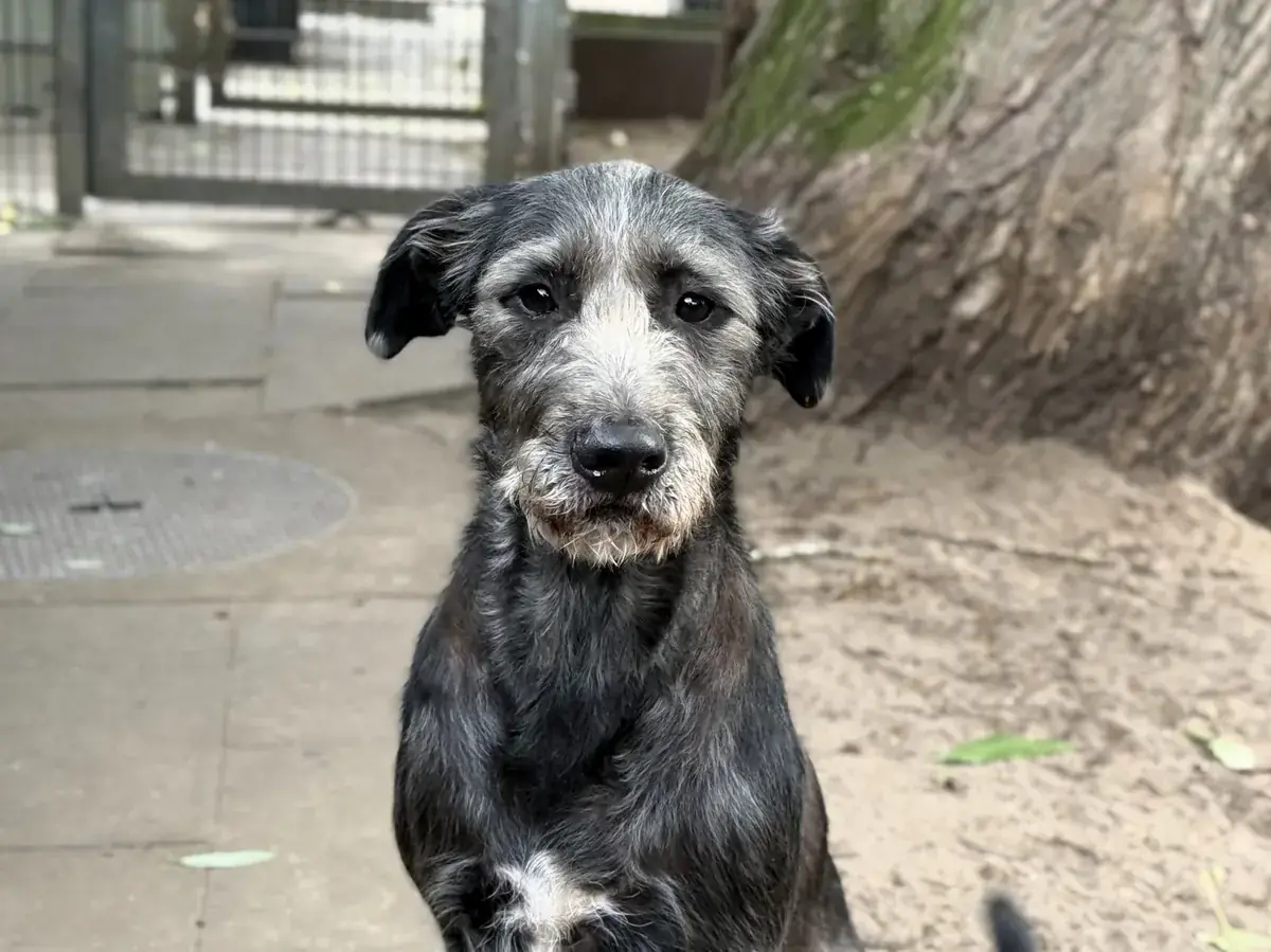 Riesenschnauzer-Mix Cleo