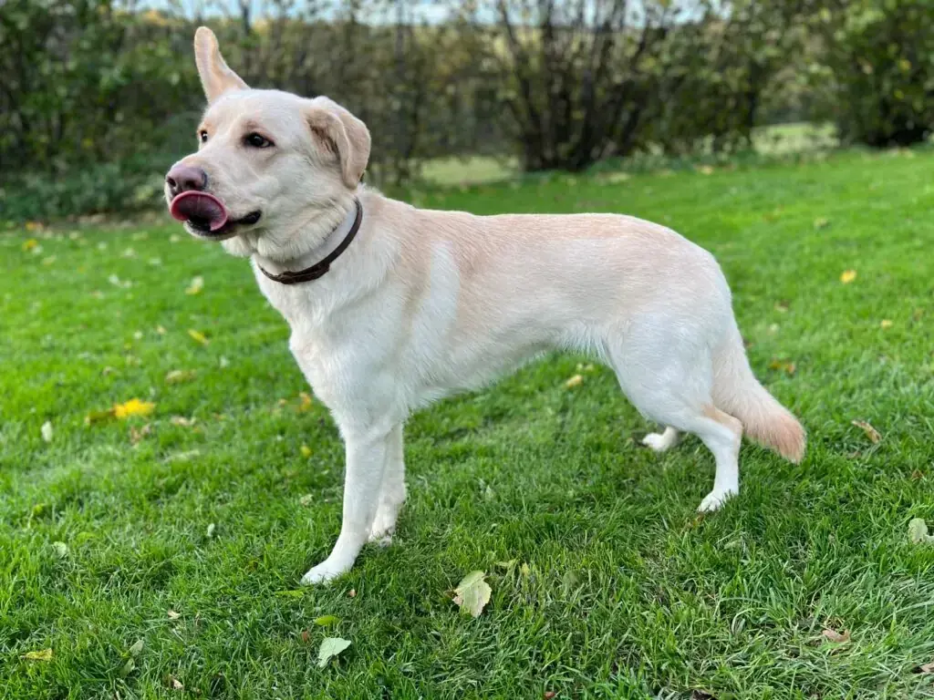 Deutscher Schäferhund-Mix Skyla