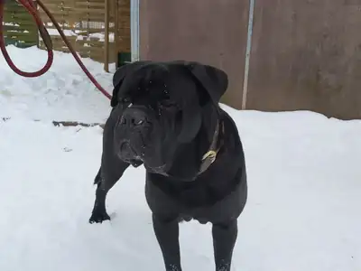 Klausi – Cane Corso Italiano – Bild 2