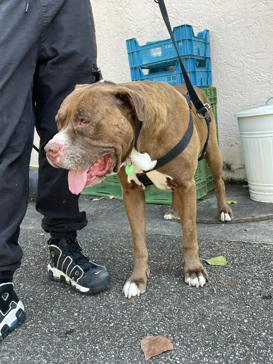 Gizmo - American Staffordshire Terrier - Bild 14