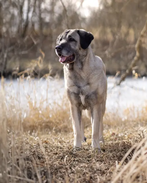 Naz - Kangal-Hirtenhund - Bild 1