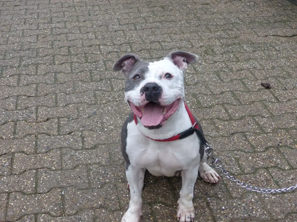 Gulia -  - Bild 2