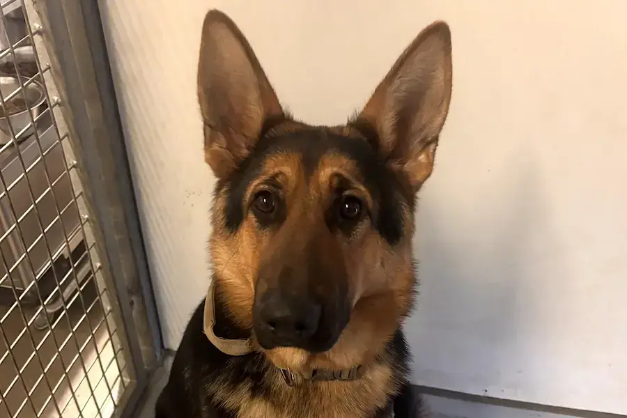 Bella - Deutscher Schäferhund - Bild 2