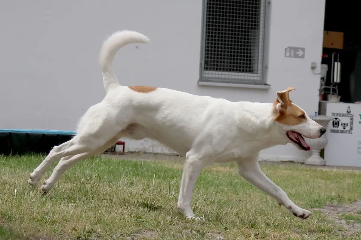 Duke - Podenco Canario - Bild 4