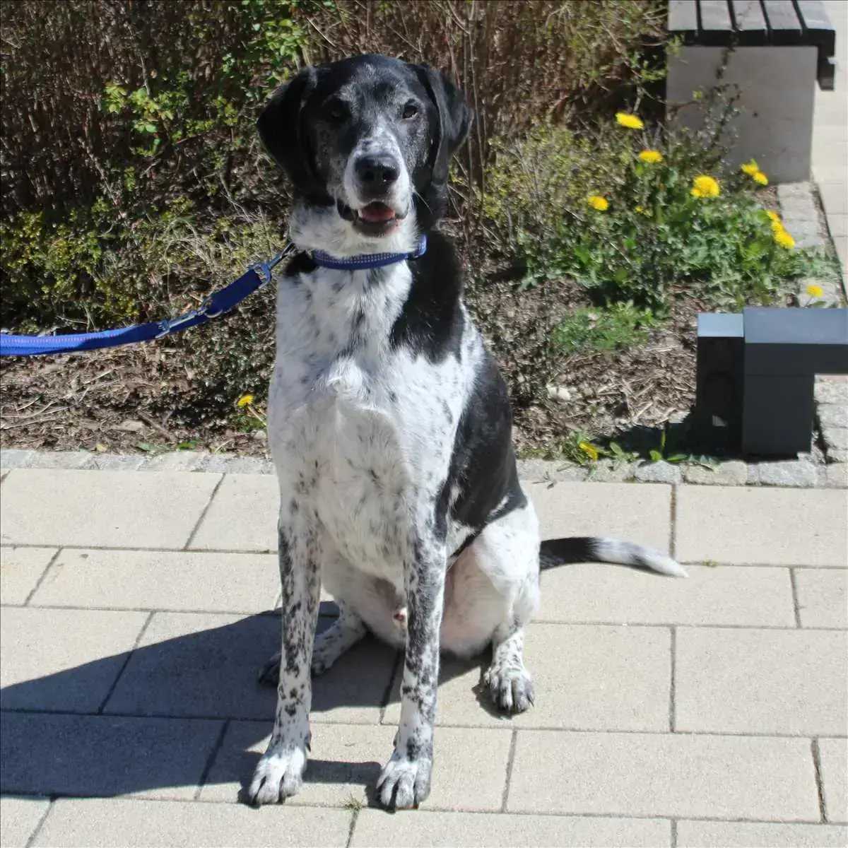 Basti - Deutsche Dogge - Bild 1