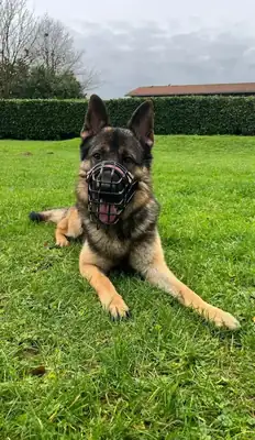 Butch – Deutscher Schäferhund – Bild 2