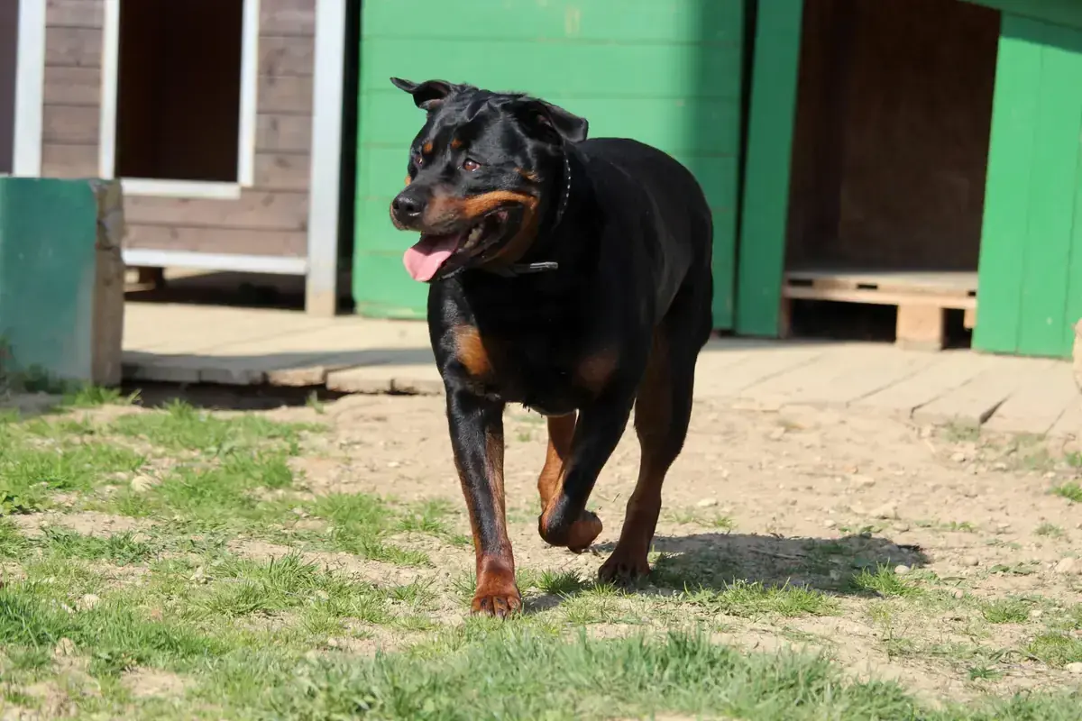 Sindy - Rottweiler - Bild 5