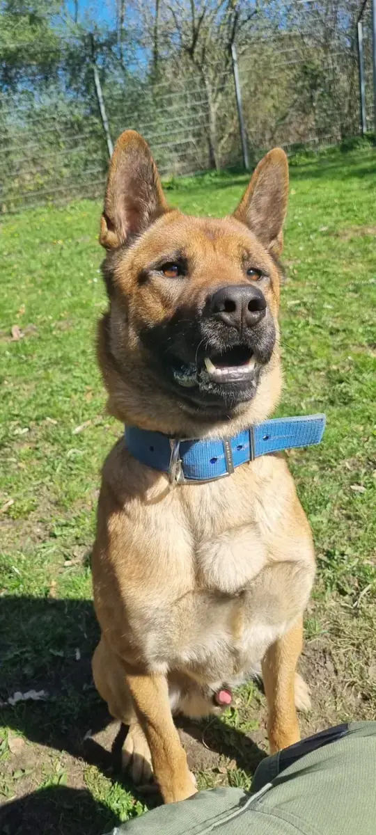 Carlo - Akita - Bild 3