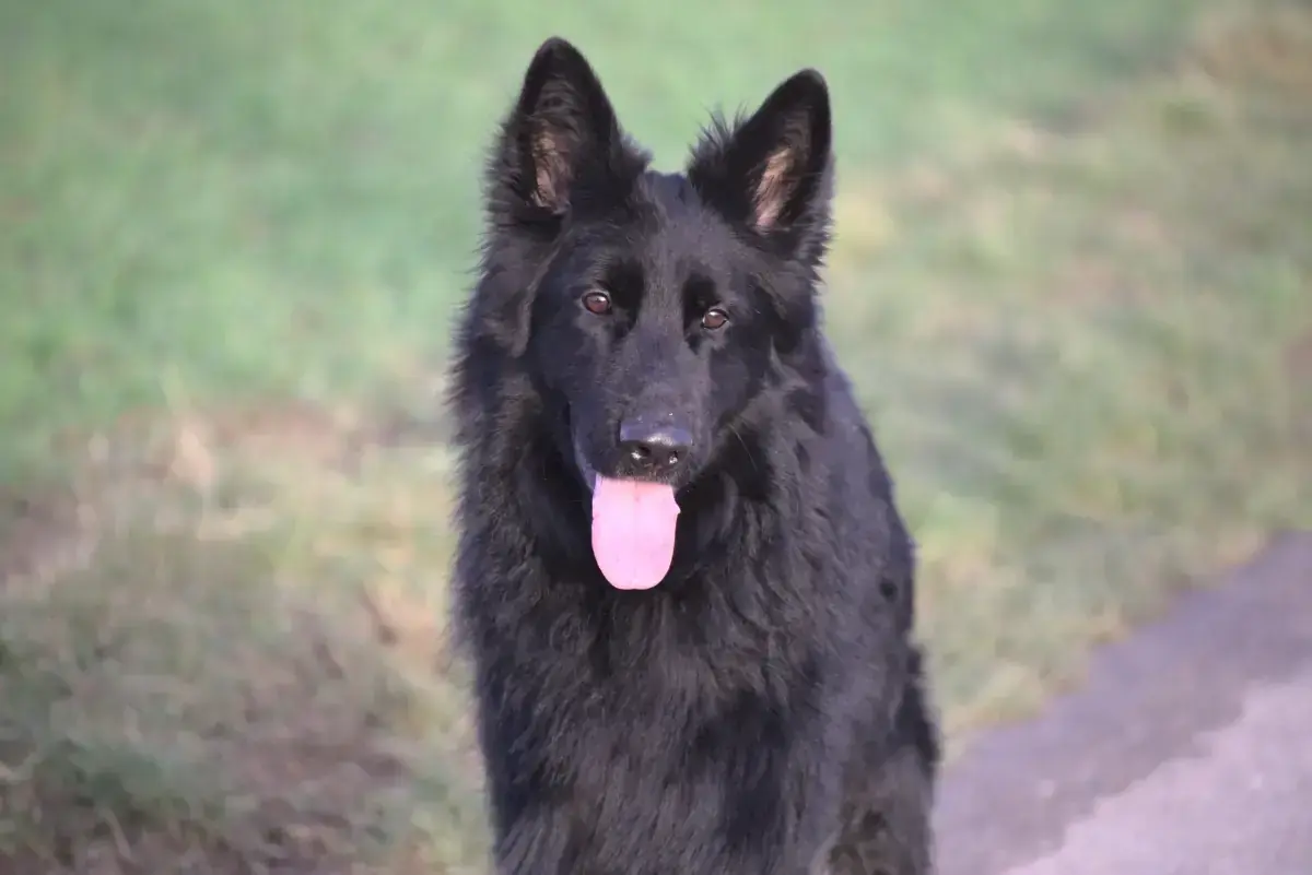 Filou - Deutscher Schäferhund - Bild 8