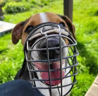 Aro – Appenzeller Sennenhund – Bild 5
