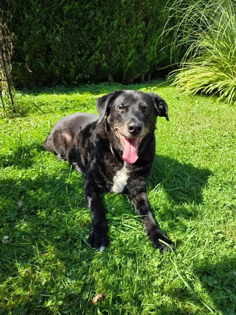 Balou -  - Bild 11